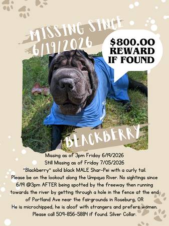 Lost dog