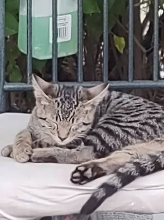 Lost Cat in Canyonville