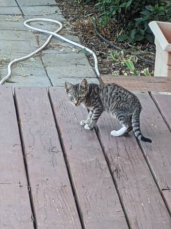 Found cat