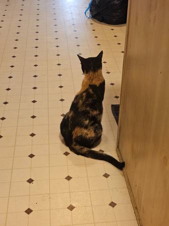 Lost Cat in Ruidoso