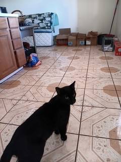 Lost Cat in Roswell