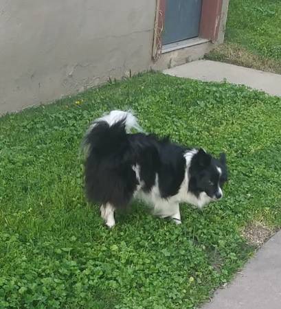 Lost Dog in Citrus Heights