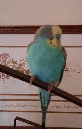 Found budgie