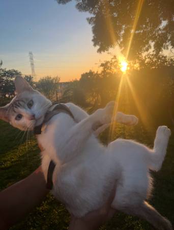 Lost Cat in Elk Grove