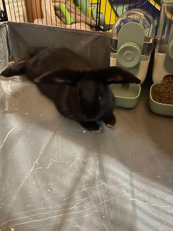 Lost rabbit