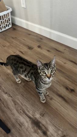 Found cat