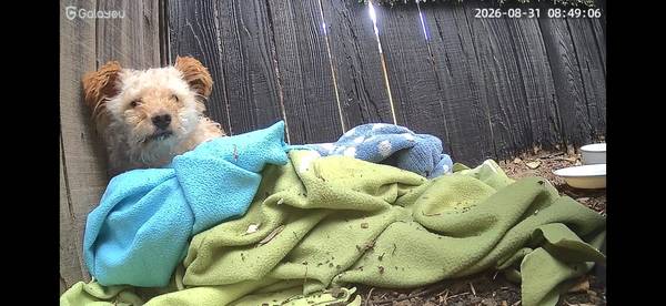 Found dog