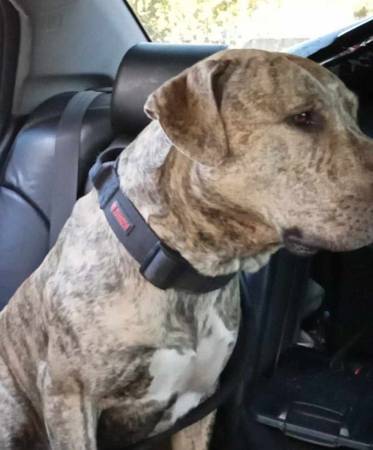 Lost dog