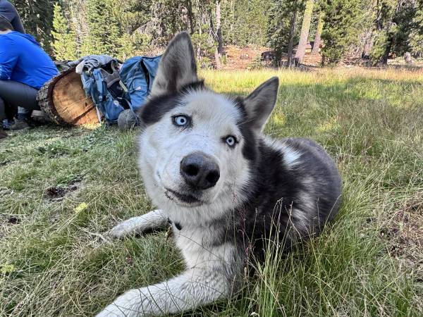 Lost Dog in Sacramento
