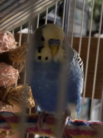 Found budgie