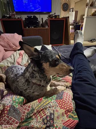 Lost dog