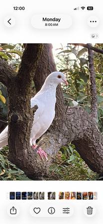Found bird