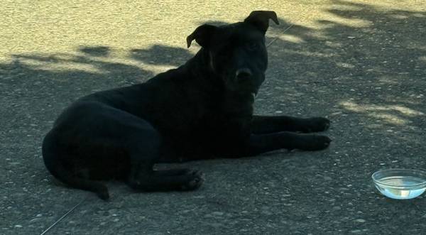 Found dog
