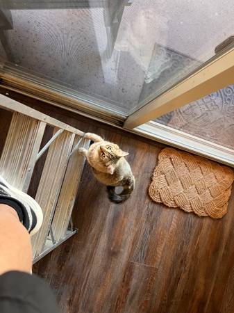 Lost Cat in West Roseville