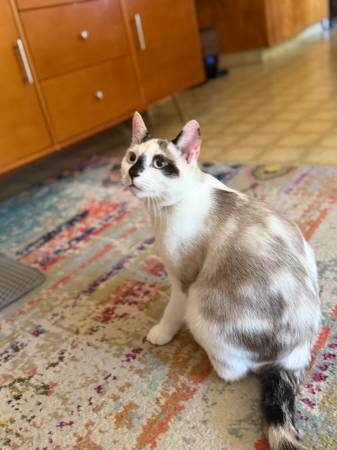 Lost cat