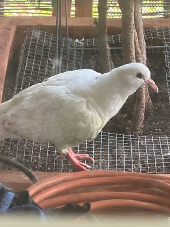 Found bird