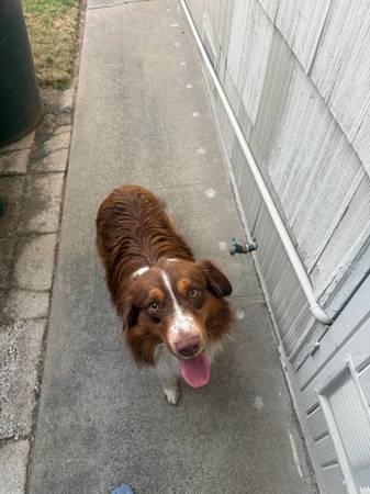 Found dog