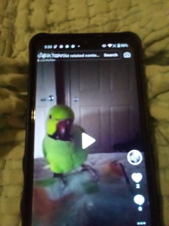 Lost bird
