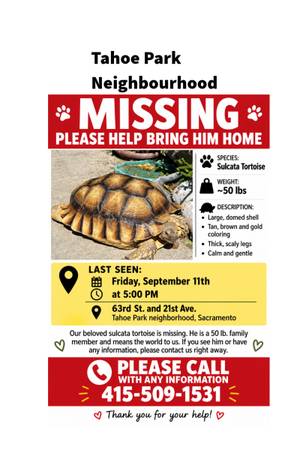Lost tortoise