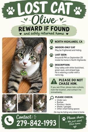 Lost Cat in Sacramento