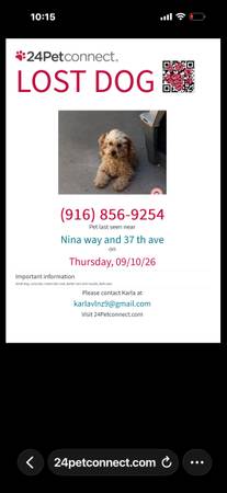 Lost Dog in Sacramento