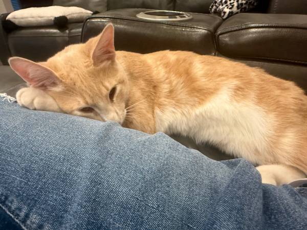 Lost cat