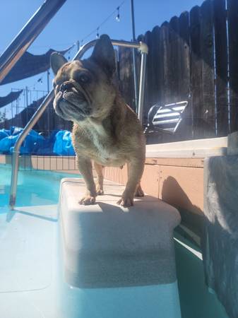 Lost dog