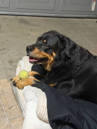 Found dog