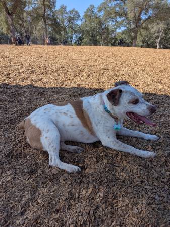 Lost dog