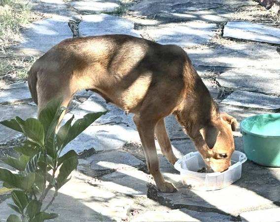 Found dog