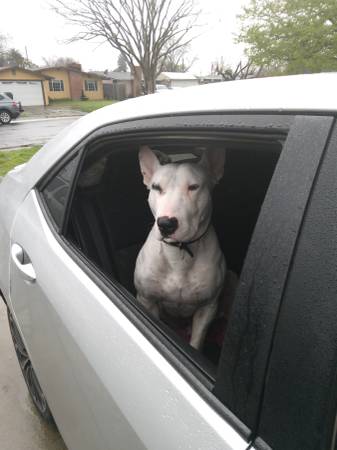 Lost Dog in American River Canyon North