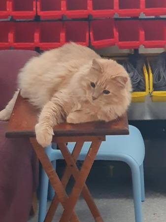 Lost cat