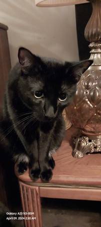 Lost cat