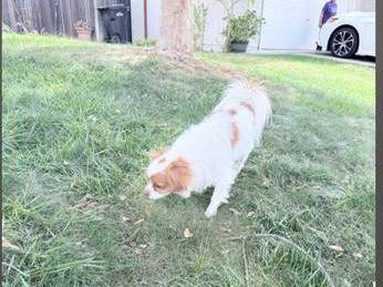 Lost dog