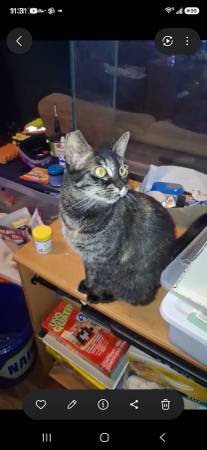 Lost Cat in Dallas