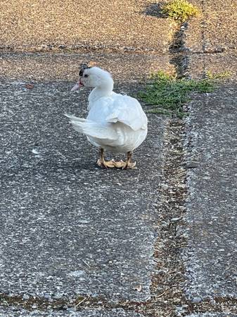 Found bird