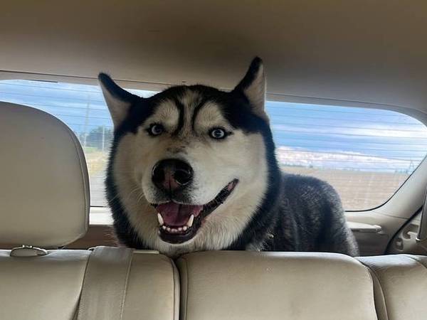Found Dog in Salem