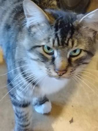 Found cat