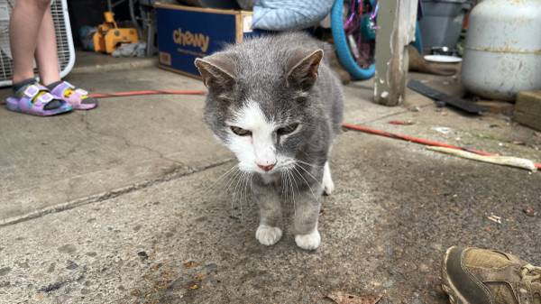 Found cat