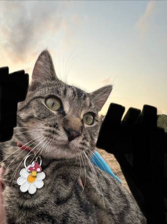 Lost Cat in Marion