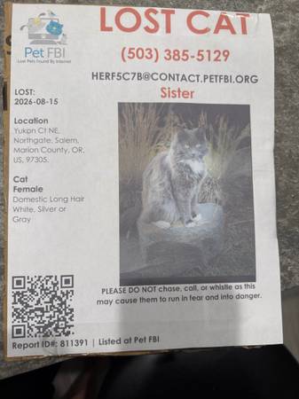 Lost Cat in Salem