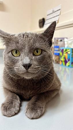 Lost cat