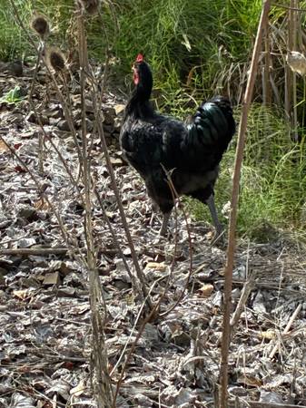 Found bird