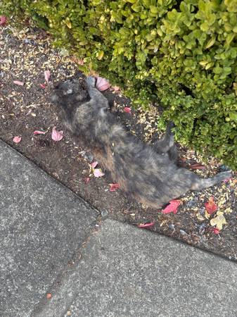 Found cat