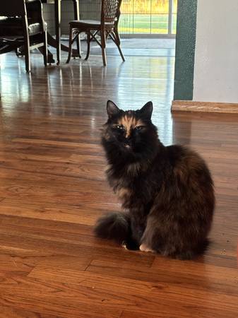 Lost Cat in Salem