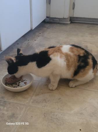 Found cat