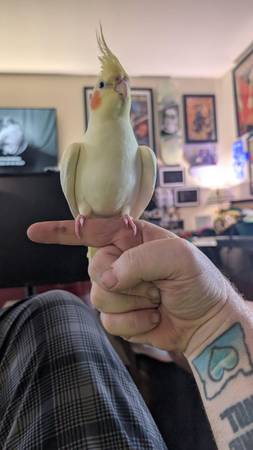Lost Bird in Keizer