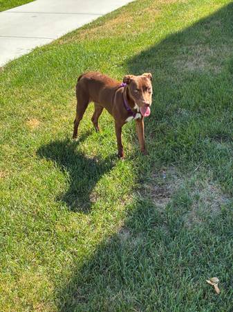 Lost Dog in The Family Fitness Center