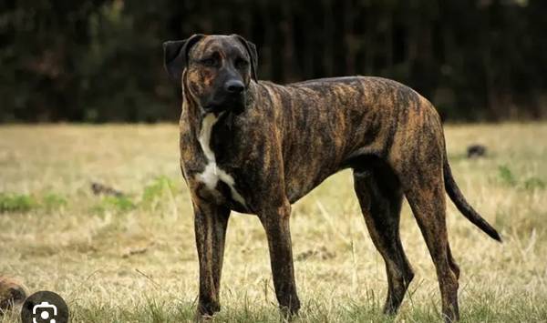 Lost dog