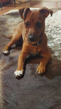 Found dog